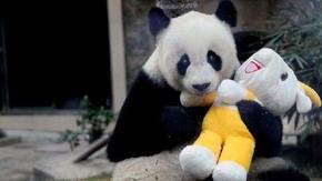 China: Muere a los 31 años el 'abuelo panda'