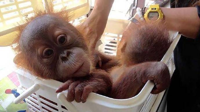 2 orangutanes son salvados de traficantes gracias a WhatsApp