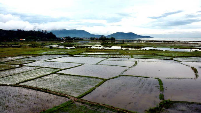 Campos de arroz