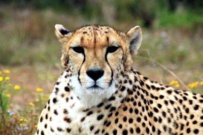 Movilización para salvar al guepardo, que está al borde de la extinción