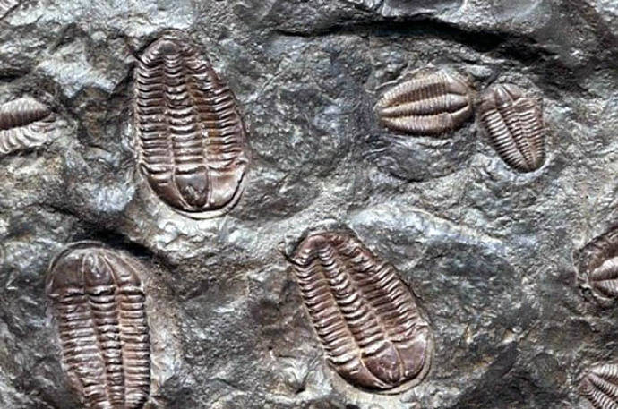 Fósiles de trilobite (foto referencial)