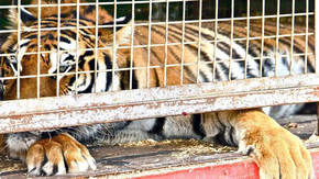 El Ayuntamiento de Madrid debate si prohíbe los circos con animales salvajes