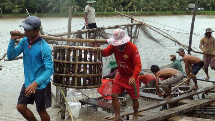 Cría de panga en Vietnam/ WWF  S. Gisch-Boie