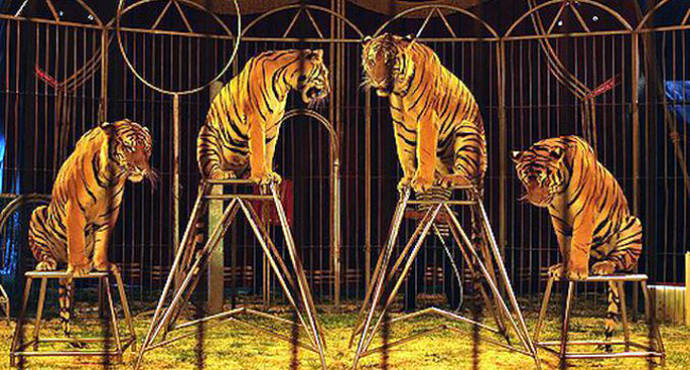 Madrid abre la puerta a la prohibición de los circos con animales