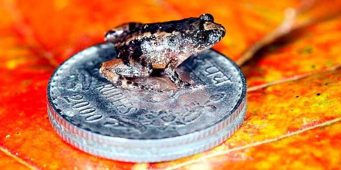 Descubren cuatro nuevas especies de ranas diminutas en India