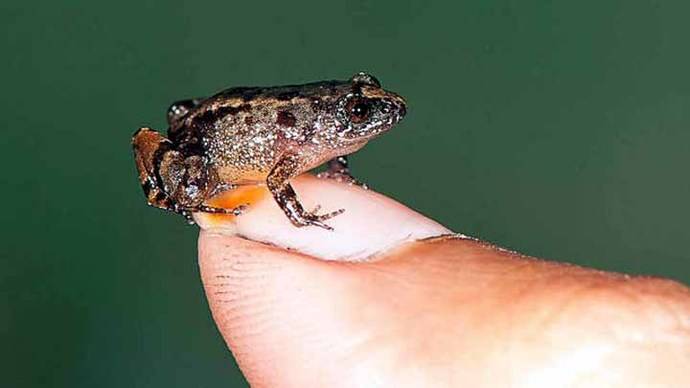 Descubren cuatro nuevas especies de ranas diminutas en India