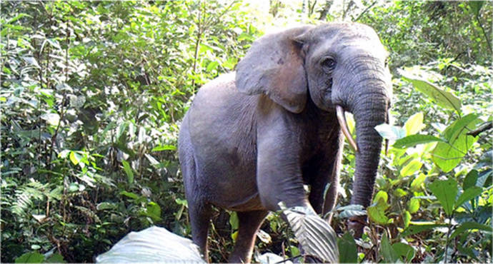 Un elefante de bosque solitario en el Parque Nacional Minkébé de Gabón. De 2004 a 2014, unos 25.000 elefantes en el parque fueron asesinados por el comercio ilegal de marfil