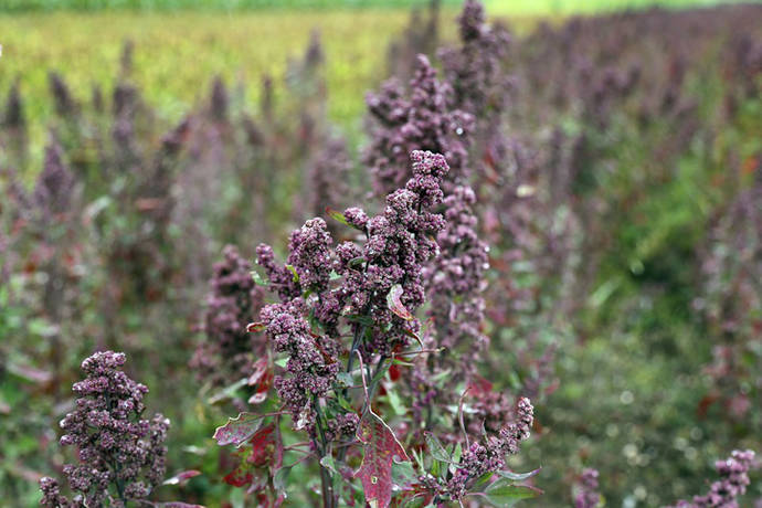 La quinoa puede prosperar en entornos duros y crece bien en tierras marginales de mala calidad
