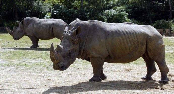 Matan a rinoceronte en un zoológico francés para robarle uno de sus cuernos