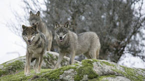 El parque de Picos de Europa mantiene la caza de lobos a pesar de la exhibición de ejemplares matados ilegalmente