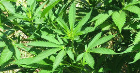 Ningún partido, tampoco el PP, se opone abiertamente a la legalización del cannabis terapéutico