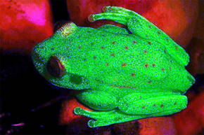 Hallan a la primera rana fluorescente del mundo