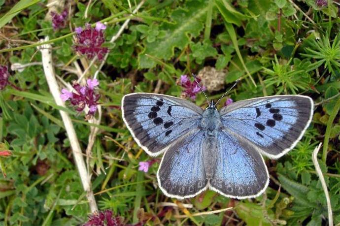 El hombre al que condenarán por matar a dos mariposas