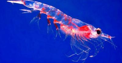 Investigadores desarrollan nueva estrategia para la pesquería de krill en Chile