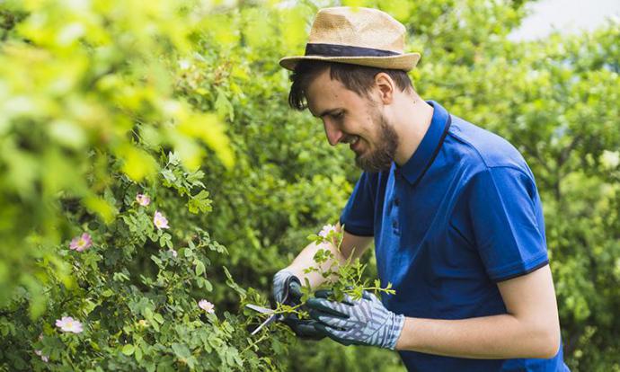 ¿Cómo realizar una buena poda en el jardín?