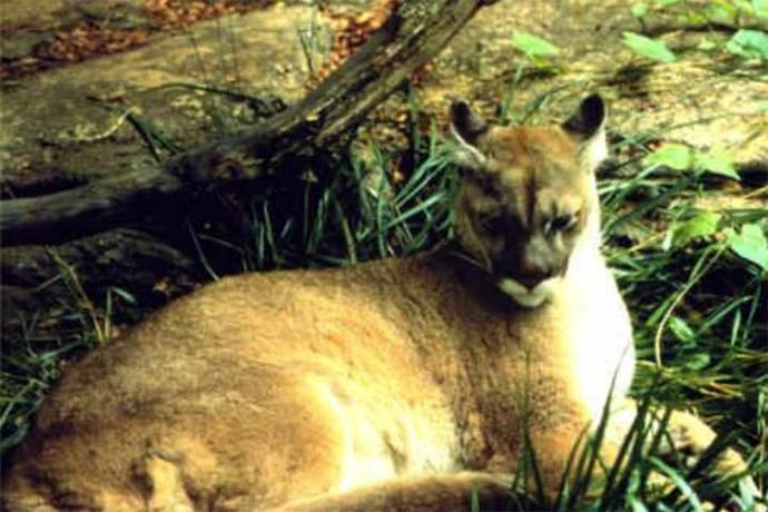 El puma concolor couguar fue declarado extinto.

