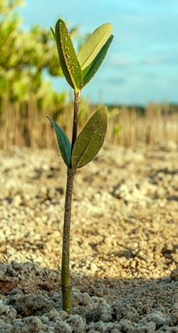 Planta creciendo en terreno árido este verano en Andalucía.