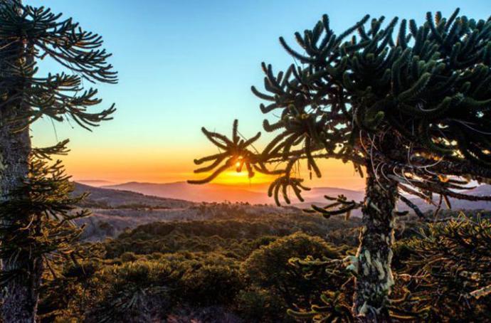 Parques Conguillío y Nahuelbuta serán prioridad para potenciar el turismo en La Araucanía