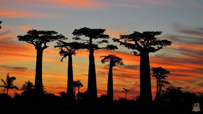 Seis de las ocho variedades de baobabs conocidas solo crecen en Madagascar