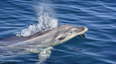 Temporada de avistamiento de cetáceos en Chañaral de Aceituno, Chile