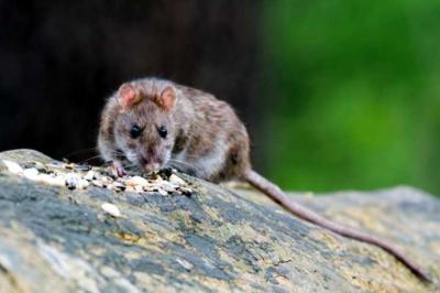 ¿Cómo prevenir y controlar plagas de roedores? 
