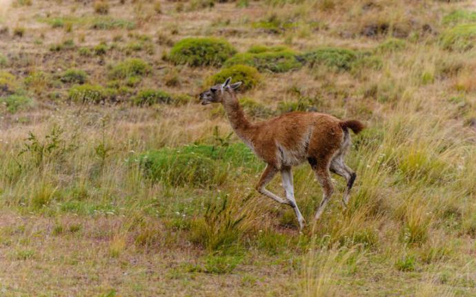 Ruta del Huemul: Más de 80 personas recorrieron la Reserva Tamango y Parque Patagonia