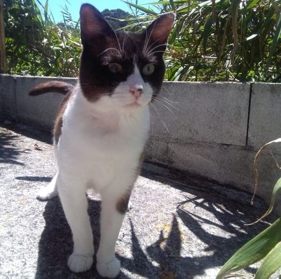 A Morgan. el gato baleado, le han quedado secuelas de la agresión...