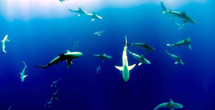 Crean un santuario para tiburones en las Islas Samoa
