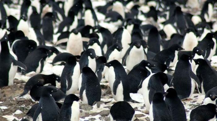 Más de 750 mil parejas de pingüinos fueron halladas en los islotes. 