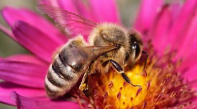 Paihuano tiene una gran biodiversidad de especies nativas, que incluye 21 tipos de abejas