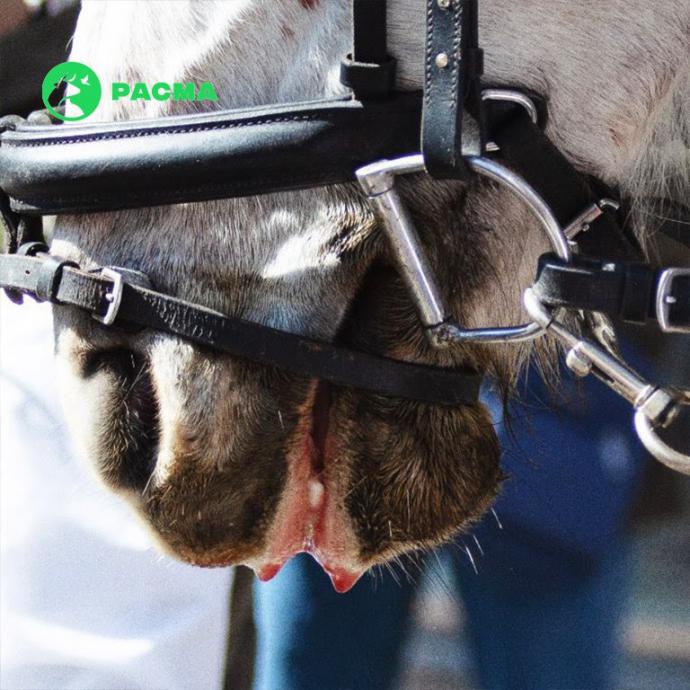 Patadas, cojeras y caballos con espuma y sangre en la boca durante el desfile de Els Tres Tombs de Terrassa