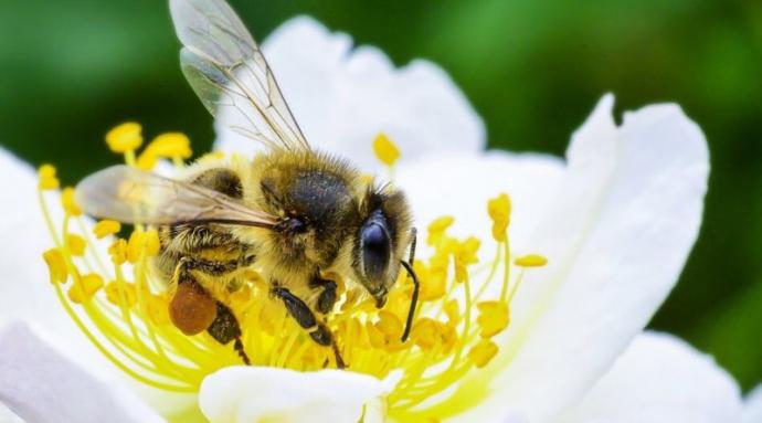 Chile se adjudica el Congreso Mundial de Apicultura Apimondia 2023