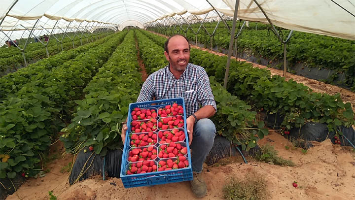 Huelva, mar de fresas