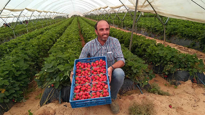 Huelva, mar de fresas