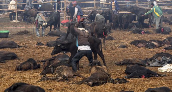 Nepal sacrifica 6.000 búfalos en la mayor matanza ritual de animales del mundo