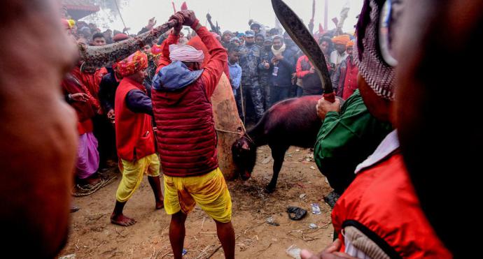 Nepal sacrifica 6.000 búfalos en la mayor matanza ritual de animales del mundo