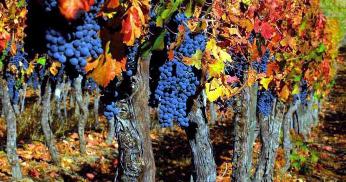 Con variadas actividades la Región de Valparaíso celebrará el Día del Vino en Chile