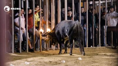 PACMA documenta el toro embolado de Mosqueruela: el animal recibe patadas en la cara