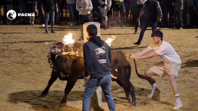 PACMA documenta el toro embolado de Mosqueruela: el animal recibe patadas en la cara