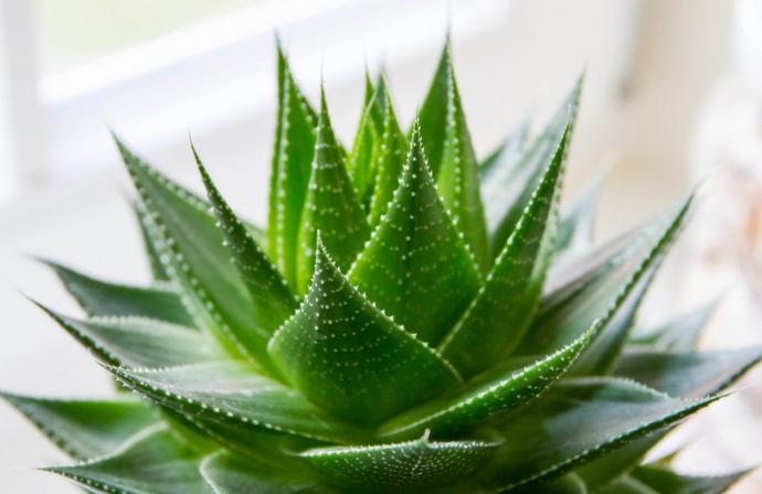 El aloe vera es una planta cuyo nombre puede variar a sábila, áloe de Barbados o áloe de Curazao. 