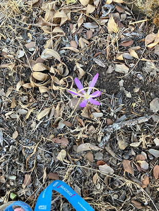 Las Flores En El Suelo De Fin Del Verano, Conocidas Como “Roba Meriendas”.