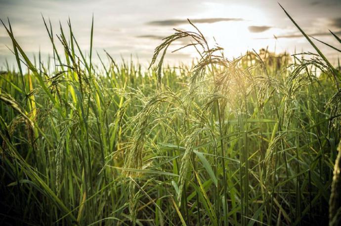 La 'agroecología', clave para el futuro de la humanidad según la FAO