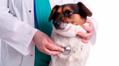 ¿Por qué es importante la protección contra parásitos internos en perros?