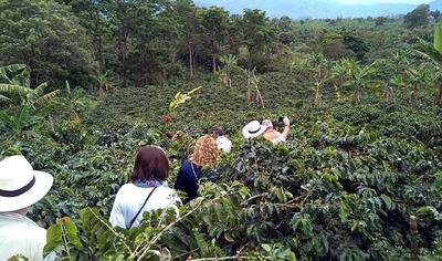 La Ruta del Café