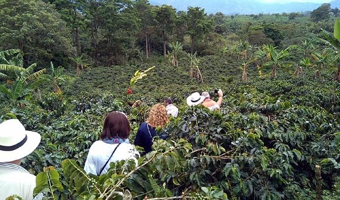 La Ruta del Café