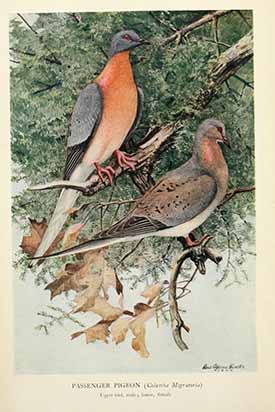 Portada de un volumen de artículos, The Passenger Pigeon, 1907 (Mershon, editor). Al pie de la foto dice: 'Paloma Migratoria (Columba Migratoria) Ave en la parte superior, macho; Ave de la parte inferior, hembra. Fecha de impresión, 1907 