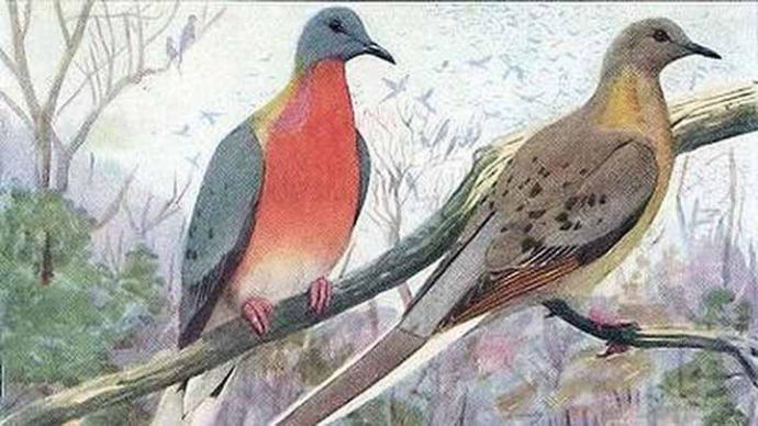 La paloma migratoria era una de las aves más abundantes de la Tierra. En 1914 se extinguió.