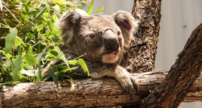 Incendios en Australia matan a la mitad de los koalas sanos