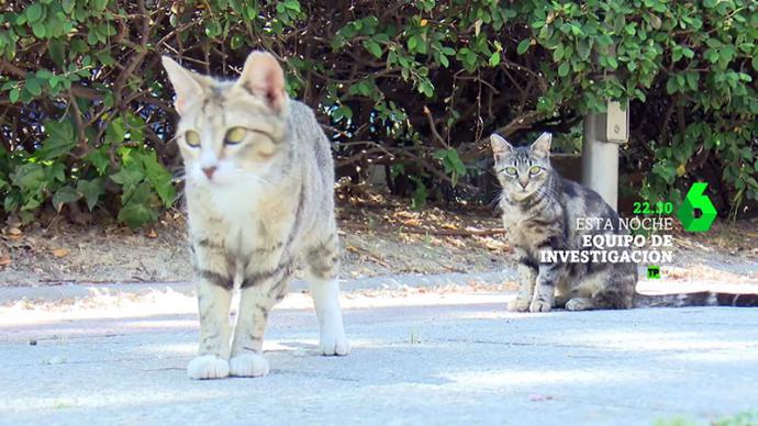 PACMA denuncia a Equipo de Investigación por su reportaje 'contra los gatos' y reclama una rectificación pública