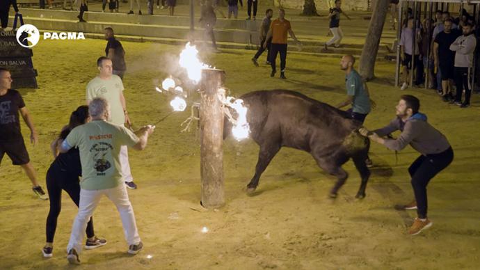 PACMA documenta el maltrato a los toros embolados en Bétera bajo la bandera de Compromís